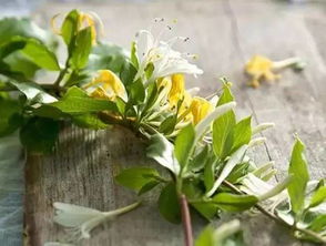 三色堇高效栽培指南：确保土壤适宜与充足光照