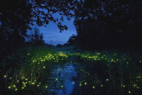 月亮树，夜光树的传说