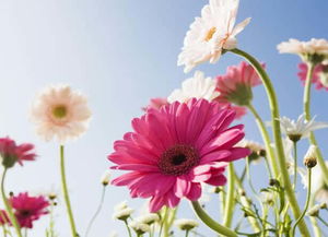 繁殖方式， 非洲菊有自己的小秘密