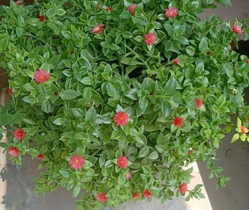 二、矮牵牛：节省空间，花开满枝