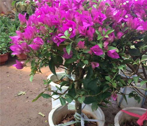 基地不仅优质苗木，还客户专业种植建议和售后服务。