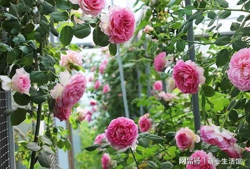 淡香绿色月季：美腻的花色， 四季开花