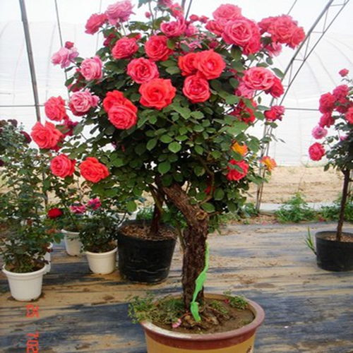 花期适宜的花卉推荐