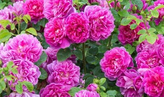 玛丽月季花品种揭秘