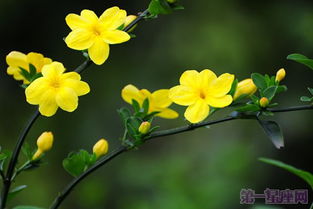 迎春花语“相爱到永远”，送心上人