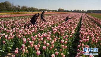 揭秘：花卉园艺种植中的挑战与应对策略