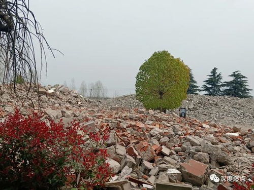 淯阳桥台地月季新添， 市民期待花开时节
