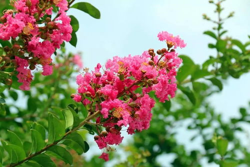 粉紫薇：粉嫩浪漫， 温馨满园