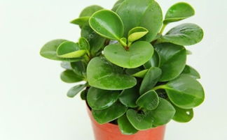 第三种植物：生命力顽强， 自然色彩点缀