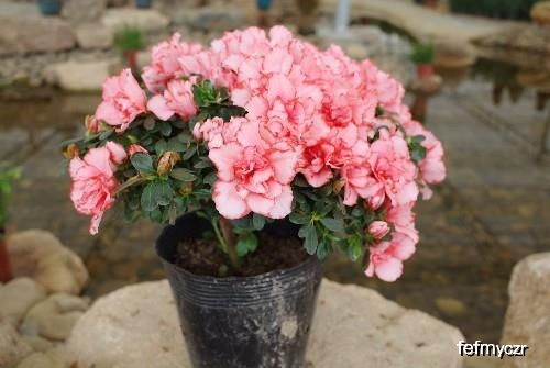 蝴蝶兰：网红花卉，花型似蝶，美艳动人