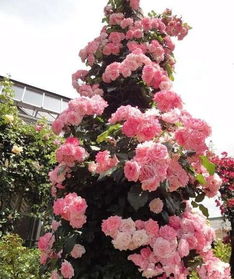 藤本樱霞的神奇