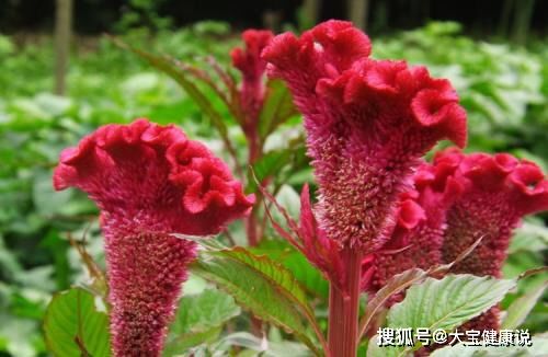 鸡冠花什么季节播种最适宜，如何进行科学种植以确保最佳生长效果