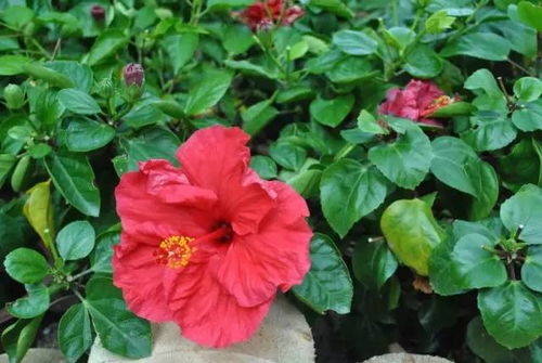 朱槿：红日初升， 照亮阳台