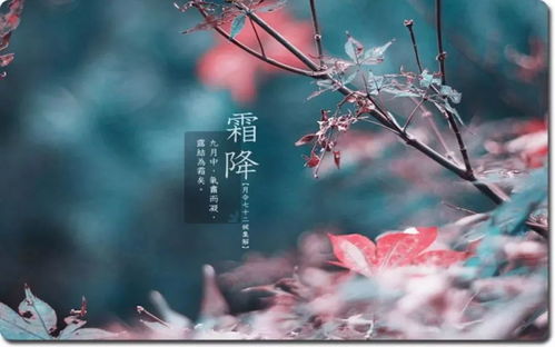 霜降节气蕞适合养的“抗寒花”，非chang好养，天气越冷长得“越旺”