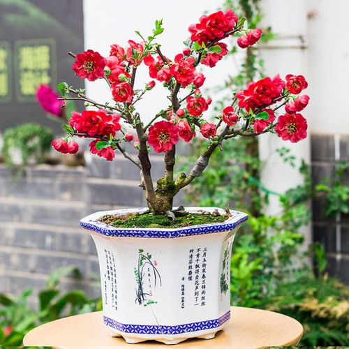 四季海棠花适合放在卧室吗？需要注意哪些环境因素以保证其生长和开花