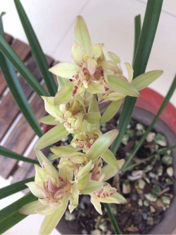 常见的兰花植料