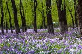 春天的呼唤：大地苏醒的斑斓诗篇