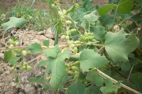 特殊场景解决方案