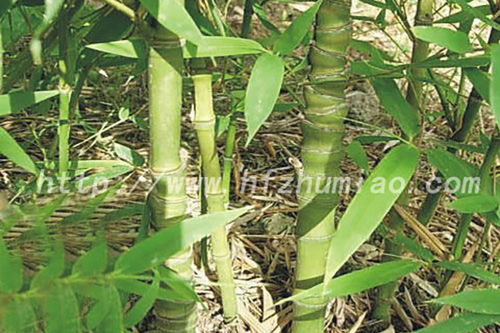 金镶玉竹和紫竹哪个geng好？