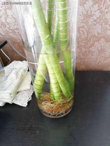 富贵竹黄叶原因揭秘：畜牧养殖中不可忽视的绿植问题！