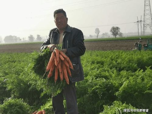 开封祥符区胡萝卜交易市场繁荣，成为当地农民增收的重要途径