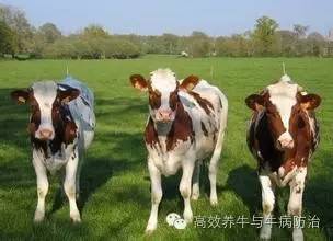 猪饲料能否直接作为牛精料使用？奶牛粪发酵后能否作为猪饲料？