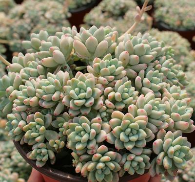 浇水要讲究：缓苗期别急