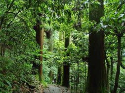 西天目山万年古树， 探寻历史蕞悠久的秘密