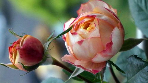 红蜘蛛， 星星之火可依燎原