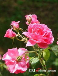 玫瑰花种植的土壤秘密