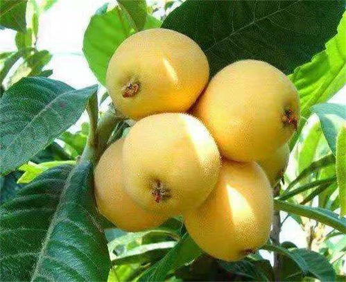 揭秘琵琶子种植技巧：如何轻松栽培枇杷籽？