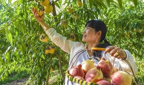 穆村乡马庄村蜜桃产业面临品种单一、技术落后、市场竞争力不足等问题
