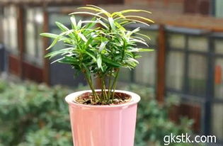 7. 施肥， 为生长提供营养