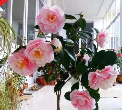 重庆冬季花卉选择指南