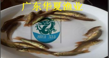 前列桂黄的价格探险