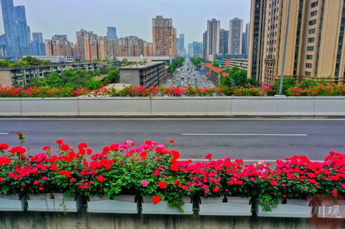 武汉二环月季绽放， 48公里花海大道美不胜收