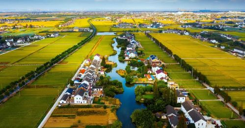 江苏太仓：生态循环农业实践，花卉产业绿色崛起