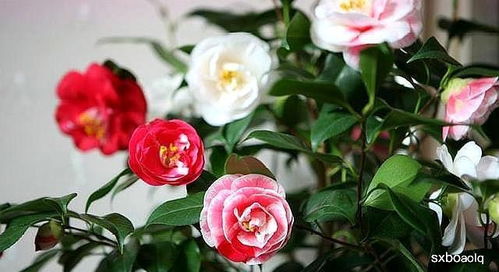 营养土配比：养花营养土的配制