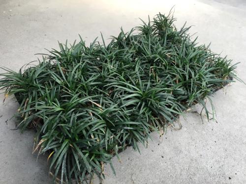 玉龙草草坪的优点：绿色生命的赞歌