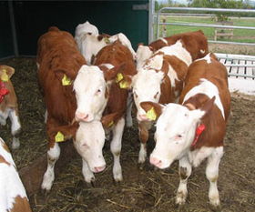 揭秘肉牛成长关键：五大必需微量元素，助力花卉生长！