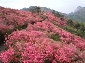 杜鹃花开， 喜庆氛围浓