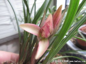 移栽兰花需选阴天，带土球