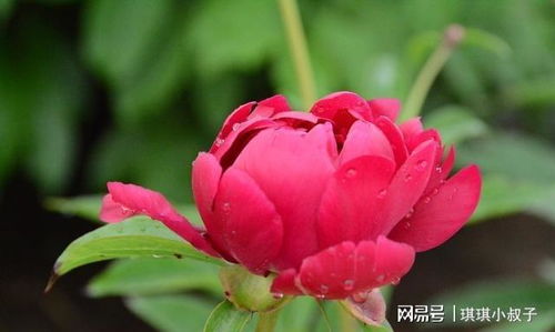 芍药花开花时间是什么时候？种植芍药需要注意哪些事项