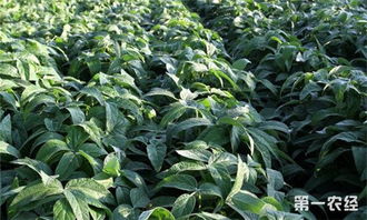 草甘膦的风险与限制