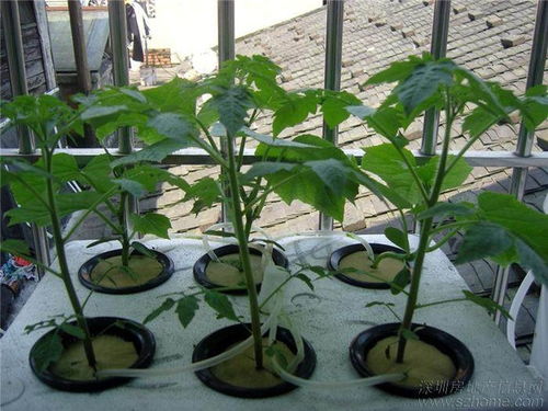 大盆花换盆换土需要注意什么步骤和技巧