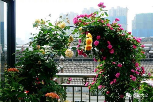 北京海淀张大姐的教训