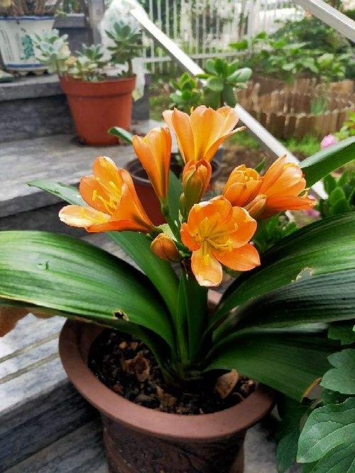 修剪后黄金48小时养护