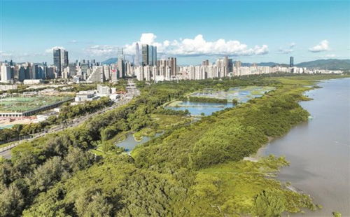 深圳红树林湿地公园：观鸟、 生态教育，儿童及青少年必去