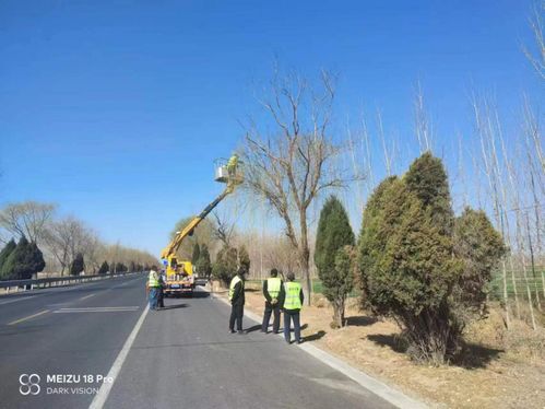 树木修剪，美不美，kan这一招！