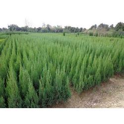 两米高柏树的价格之谜